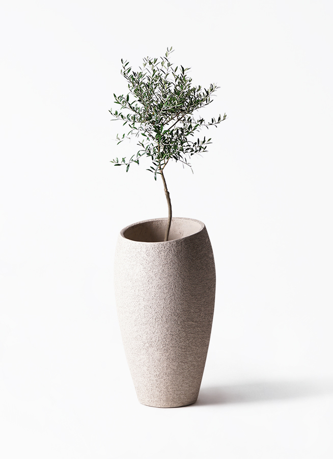 ［現品］29番　創樹　オリーブ　マンザニロ　7号　観葉植物　オリーブの木　人気 観葉植物 オリーブの木 マンザニロ 創樹 7号鉢 B