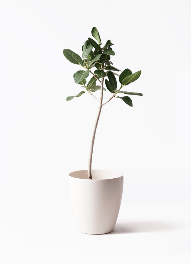 観葉植物 フィカス ベンガレンシス H180cm 観葉植物 フィカス ベンガレンシス 8号 ストレート ラスターポット