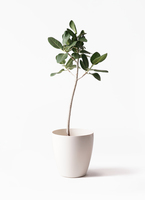 観葉植物 フィカス ベンガレンシス 8号 ストレート ラスターポット