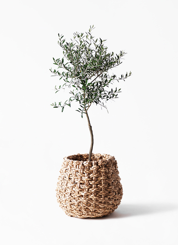 観葉植物 オリーブ 7号 創樹 ラッシュバスケット Natural 付き | 観葉
