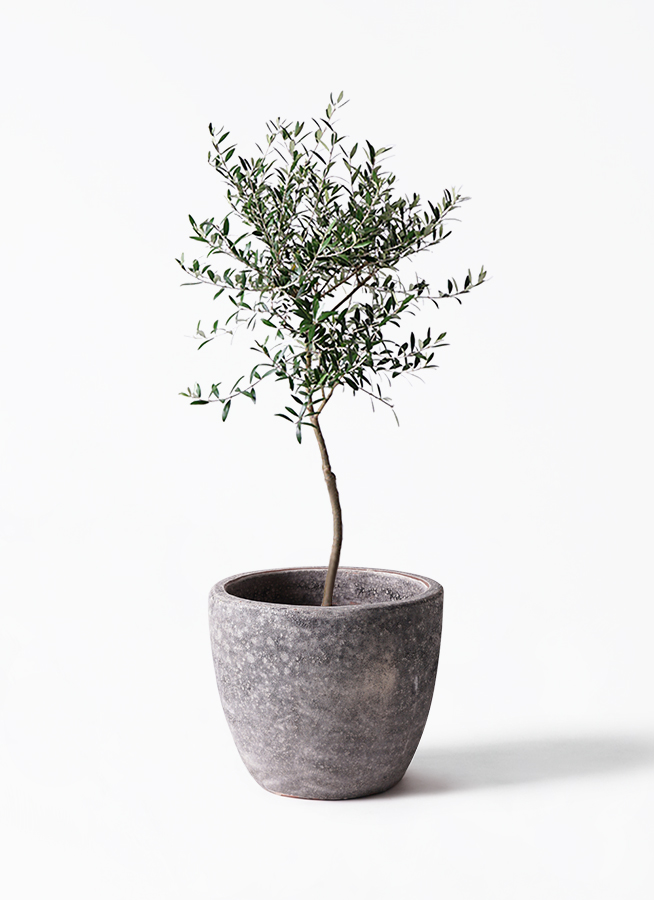 オリーブの木 7号 | 観葉植物 | 送料無料でお届け - Hitohana（ひとはな）
