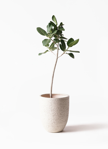 ficus-benghalensis-104_1.jpg?