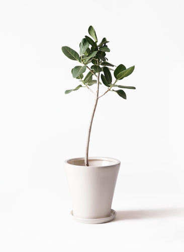 【現品】フィカス・ベンガレンシス　8号　曲がり　白鉢　（2） ficus-benghalensis-101_1.jpg?