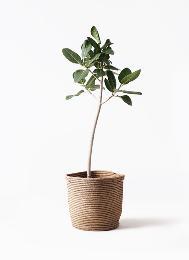 観葉植物 フィカス ベンガレンシス 8号 ストレート プラスチック