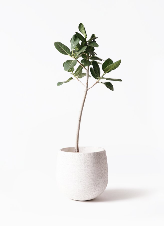 観葉植物 フィカス ベンガレンシス 8号 ストレート ソンク