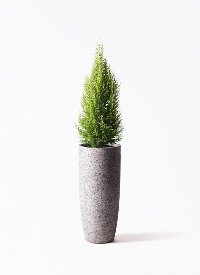 ゴールドクレスト 8号 | 観葉植物通販HitoHana(ひとはな)