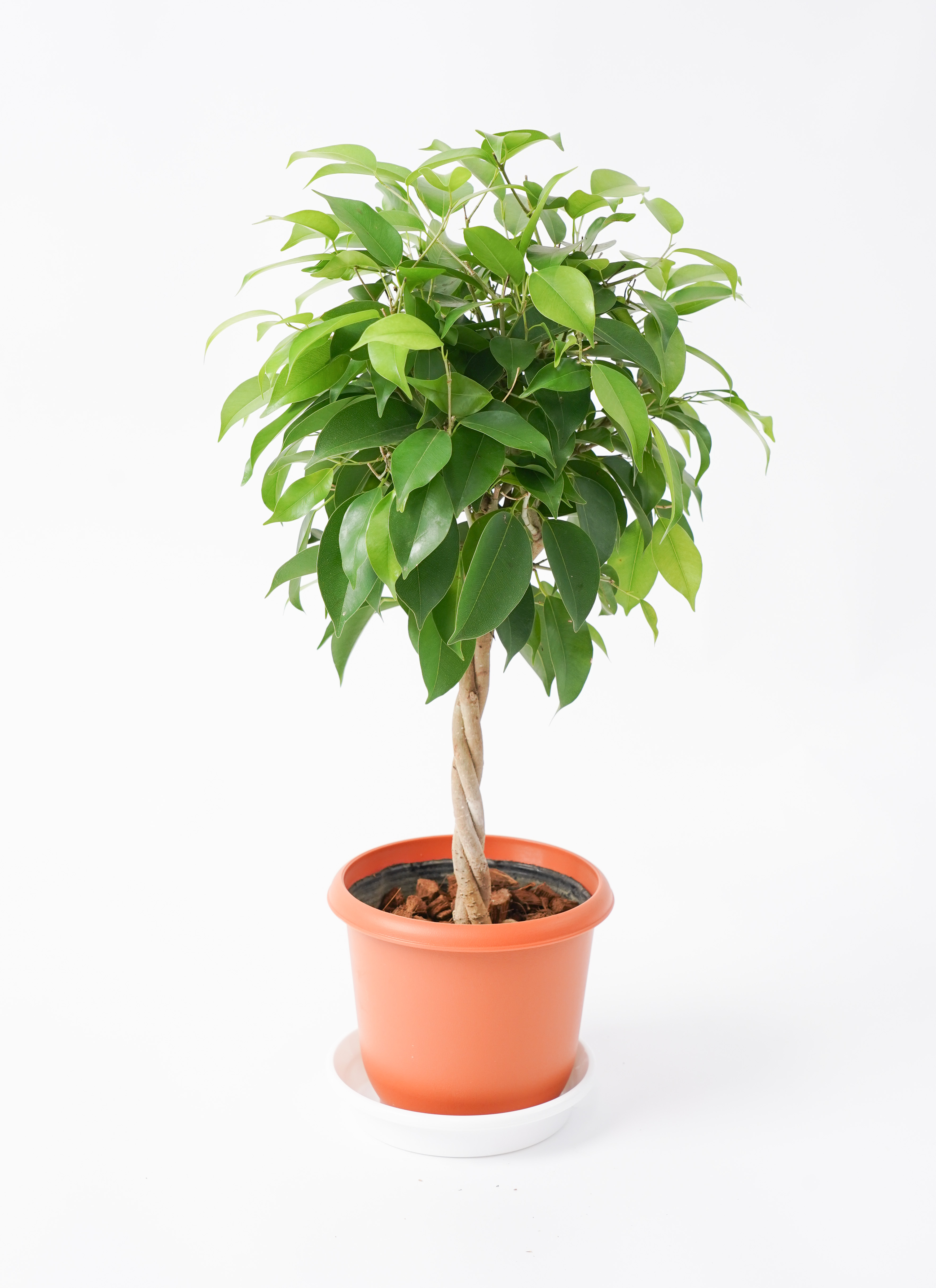 観葉植物 茶色の鉢付き  ベンジャミン halrc0096836260.jpg