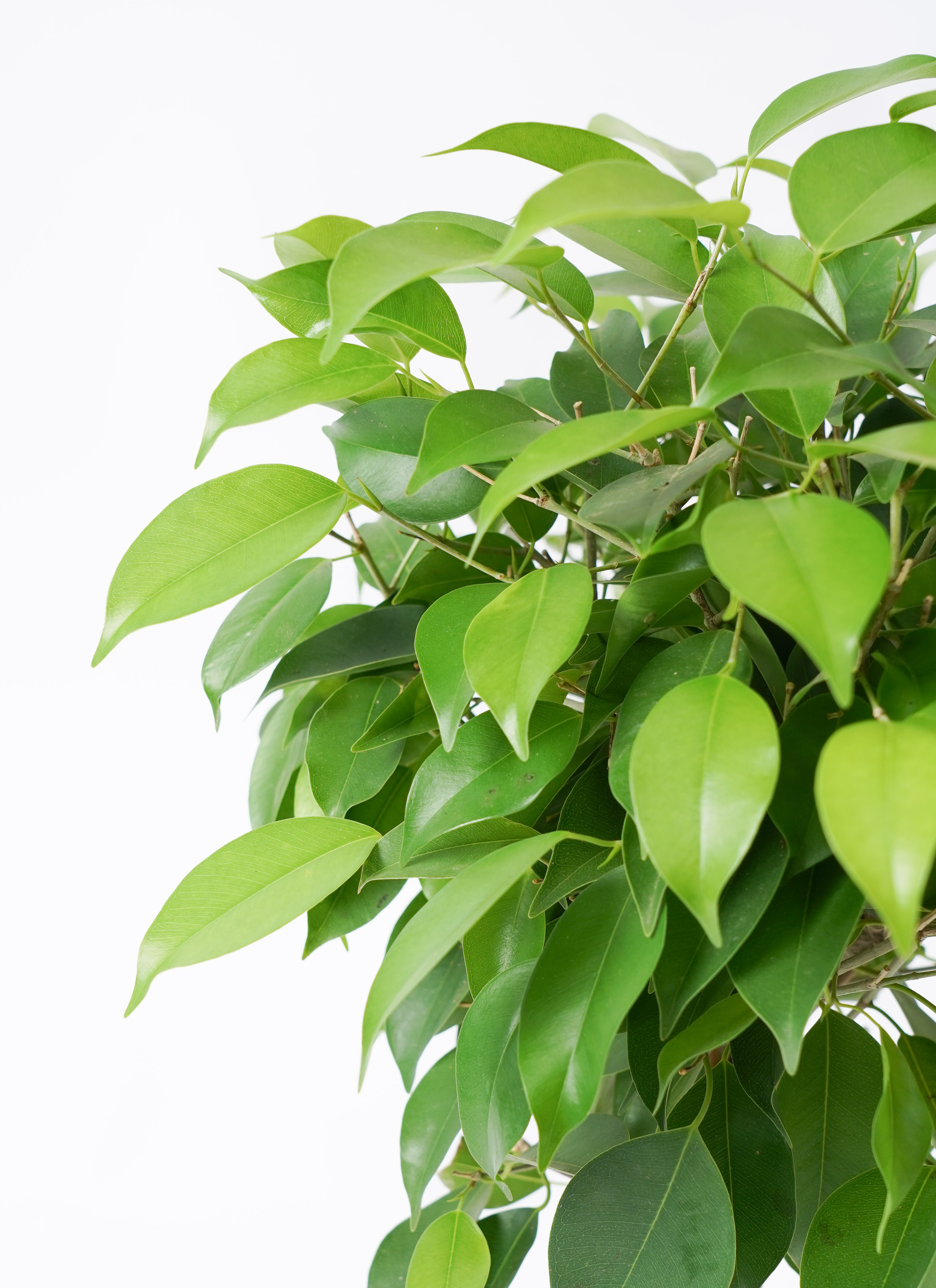 観葉植物 ベンジャミン 5号 リッチ エルナ 0 W 付き | 観葉植物なら
