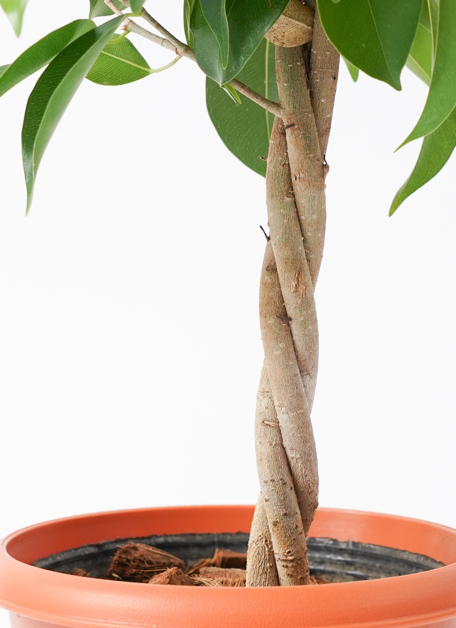 観葉植物 ベンジャミン 5号 リッチ プラスチック鉢 | 観葉植物なら