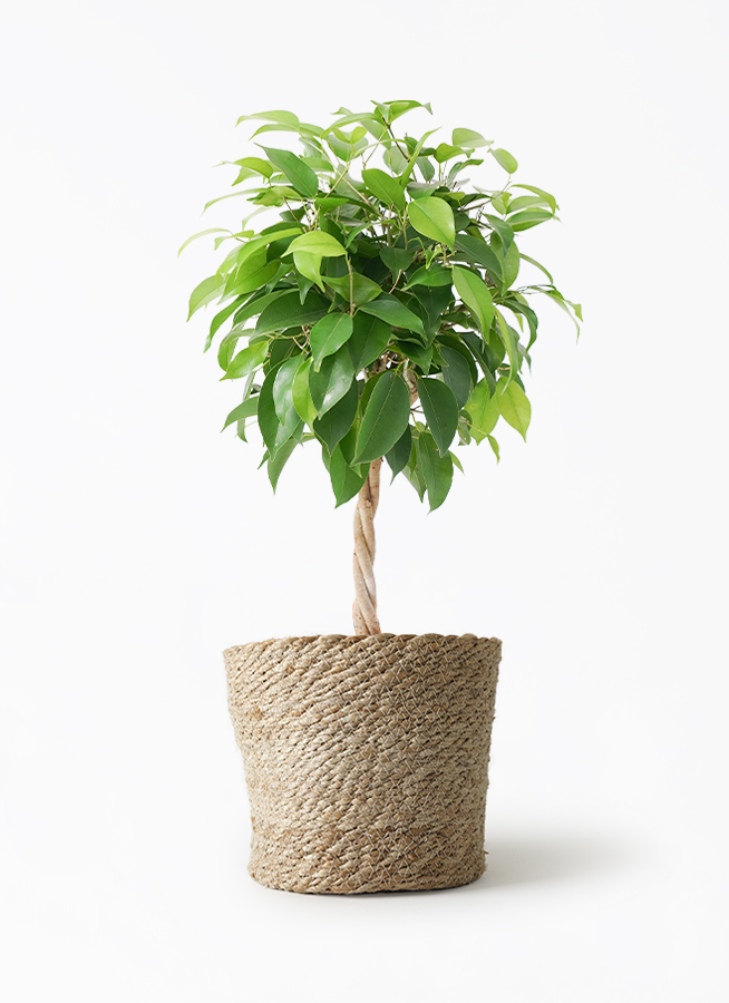 観葉植物 ベンジャミン 5号 リッチ ストーンウェア セラミック