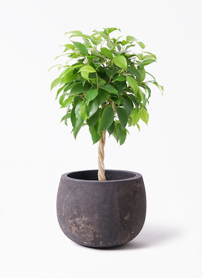 観葉植物 ベンジャミン 5号 リッチ エドラ B 付き | 観葉植物