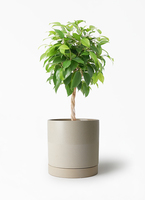 観葉植物 ベンジャミン 5号 リッチ エドラ B 付き | 観葉植物なら