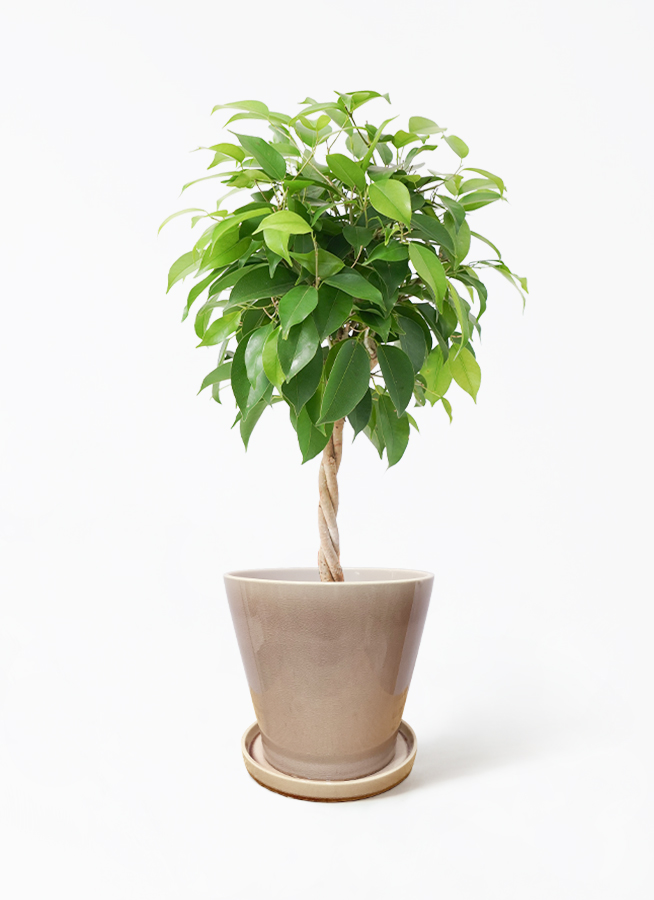 観葉植物 ベンジャミン 5号 リッチ プラスチック鉢 | 観葉植物