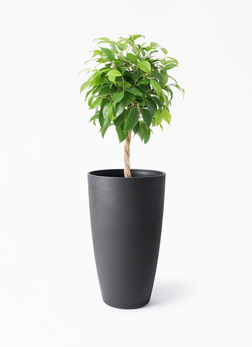 ficus-benjamina-1383_1.jpg?