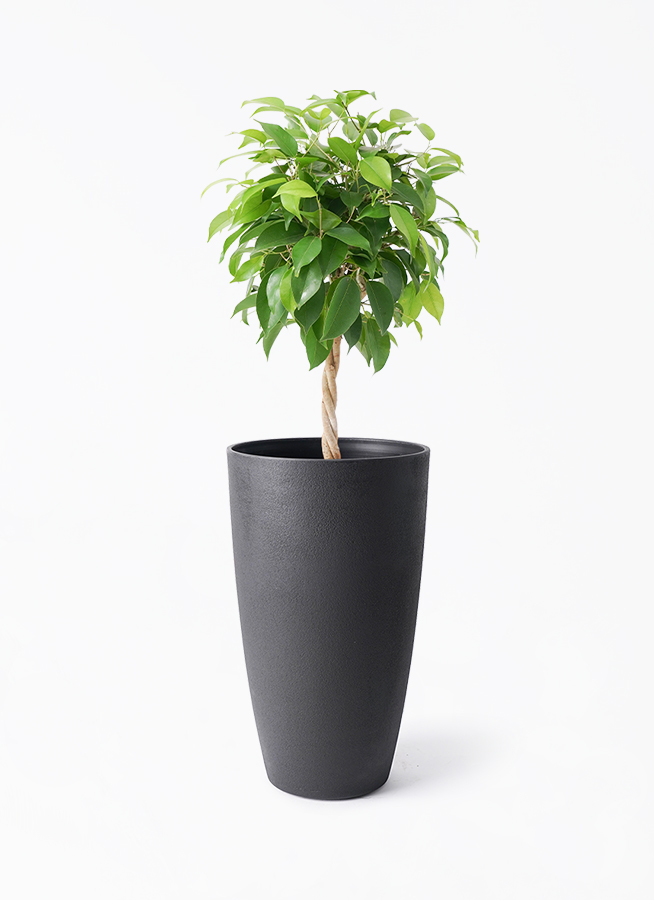 ベンジャミンさん専用　カツラの木　/136 ficus-benjamina-1383_1.jpg?