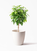 高さ190cm 観葉植物　大型　室内　10号鉢　フィカス ベンジャミン　玉造り 観葉植物 フィカス ベンジャミン 10号 玉造り プラスチック鉢 | 観葉