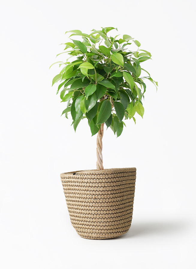 ficus-benjamina-1369_1.jpg?