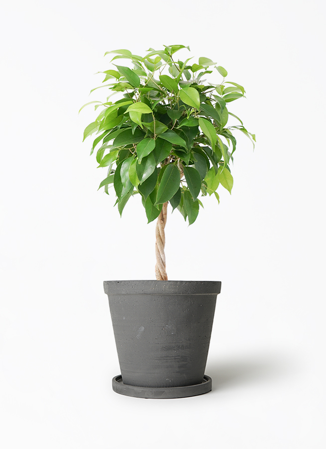 【フィカスベンジャミン】観葉植物 観葉植物 フィカス ベンジャミン 10号 玉造り ウッドプランター 付き