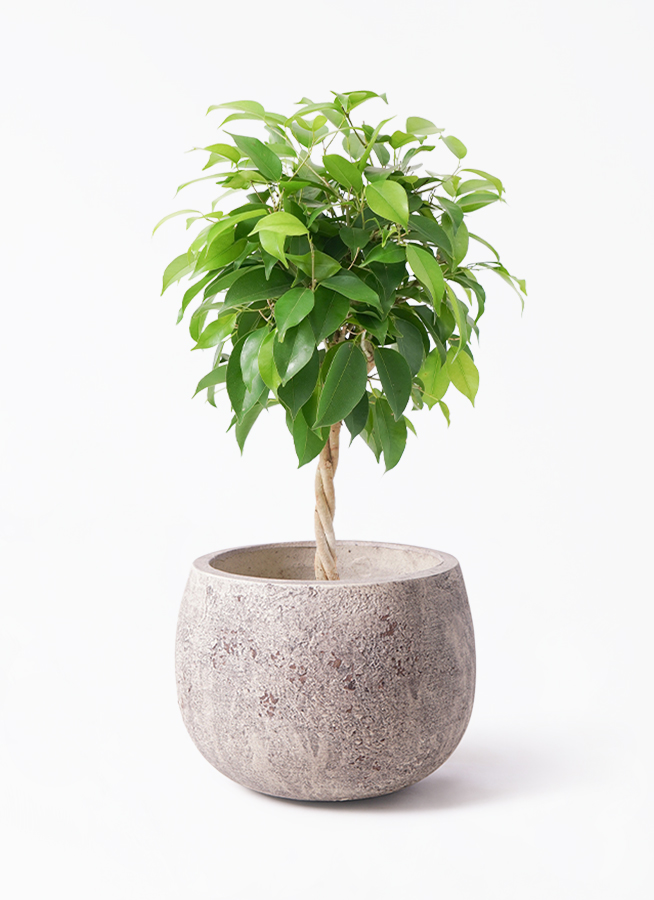 観葉植物 茶色の鉢付き  ベンジャミン halrc0096836260.jpg