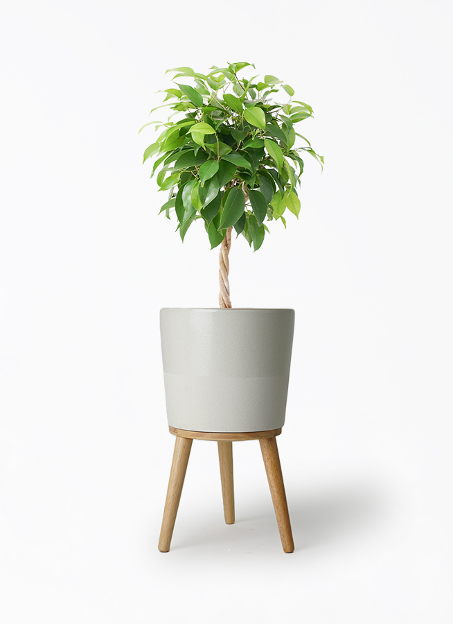 ficus-benjamina-1365_1.jpg?