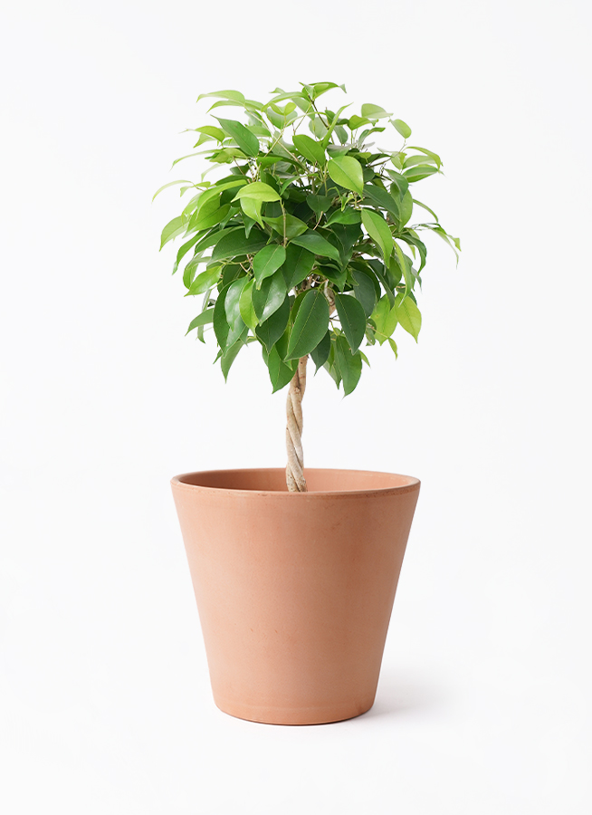 観葉植物 ベンジャミン 5号 リッチ エトナ アリーナ 付き | 観葉植物