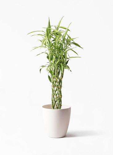 黒竹 竹　バンブー　観葉植物　高さ約210cm 手渡し希望！ 黒竹 8本立 パーテーション 210cm (クロタケ 人工竹 造花 竹林