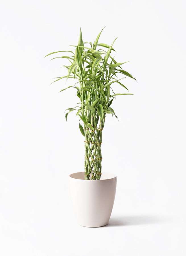 観葉植物 ドラセナ ミリオンバンブー（幸運の竹） 8号 ゴールド