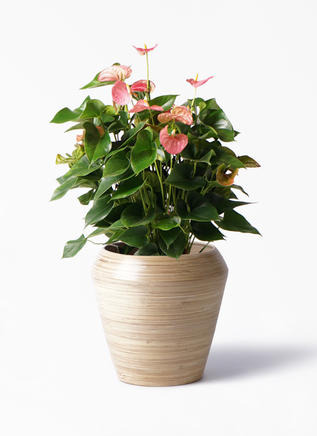 観葉植物 アンスリウム 8号 ピンク アルマ ミドル 付き 観葉植物ならhitohana ひとはな