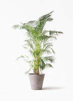 アレカヤシ 10号 | 観葉植物 | インテリアやギフトに - Hitohana（ひと