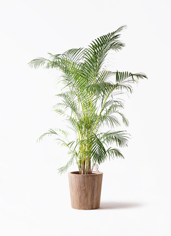 観葉植物 アレカヤシ 10号 ウッドプランター 付き | 観葉植物なら