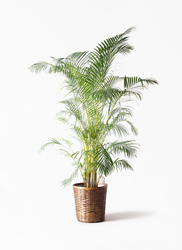 観葉植物 アレカヤシ 10号 竹バスケット 付き | 観葉植物ならHitoHana