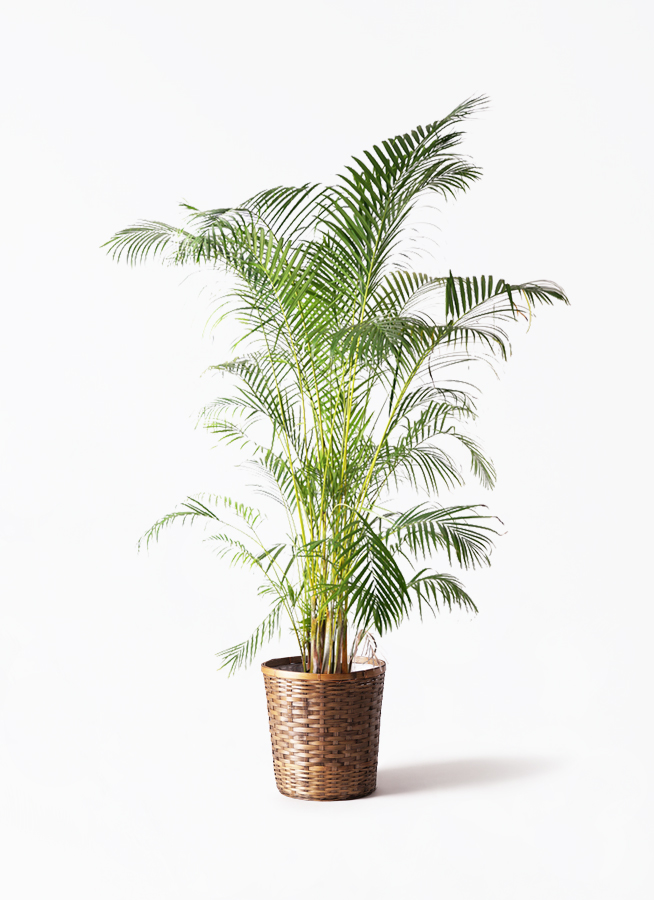 観葉植物 アレカヤシ 10号 プラスチック鉢 | 観葉植物なら