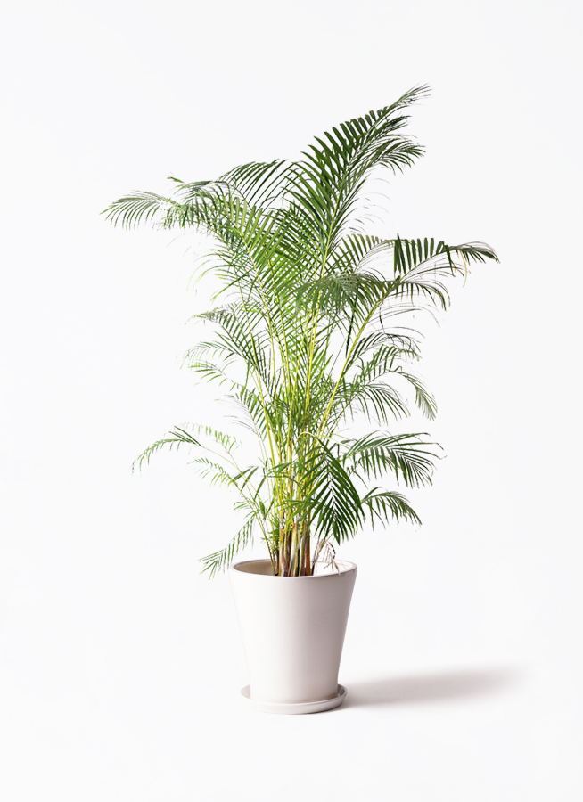 観葉植物 アレカヤシ 10号 エステリ ベージュ 付き | 観葉植物