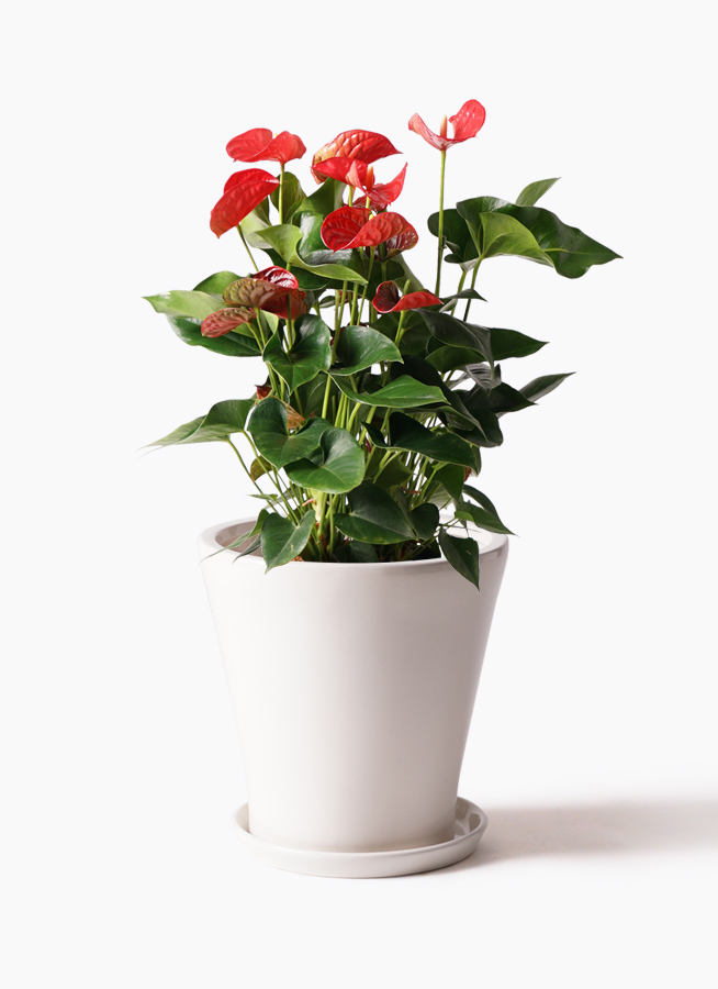 観葉植物 アンスリウム 8号 レッド サブリナ 白 付き 観葉植物ならhitohana ひとはな