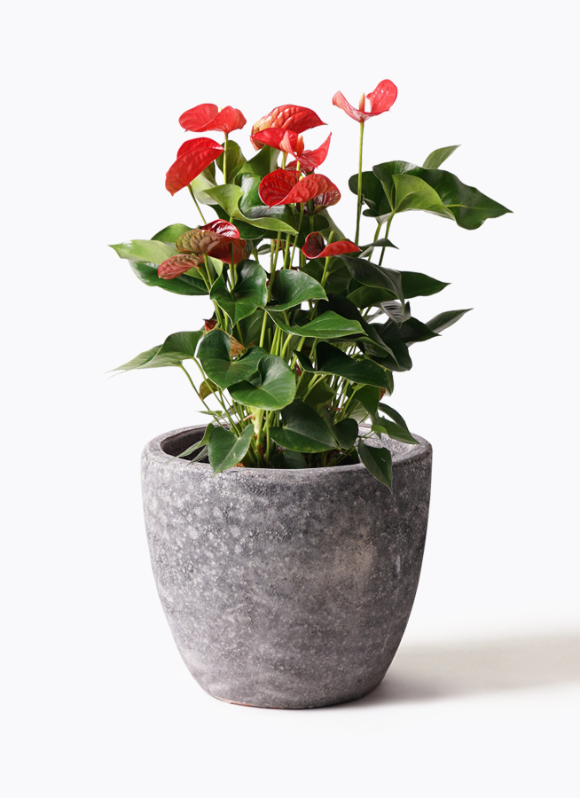 観葉植物 アンスリウム 8号 レッド テラアストラ カペラキュビ 赤茶色
