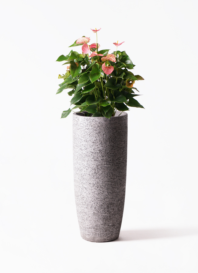観葉植物 アンスリウム 8号 ピンク リブラ モノ ブラウン 付き