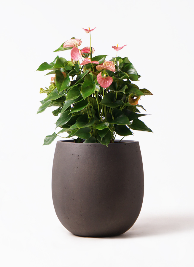 anthurium-249_1.jpg?1565091492