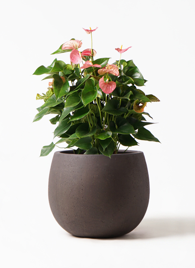 観葉植物 アンスリウム 8号 ピンク テラニアス ローバルーン アンティークブラウン 付き 観葉植物ならhitohana ひとはな