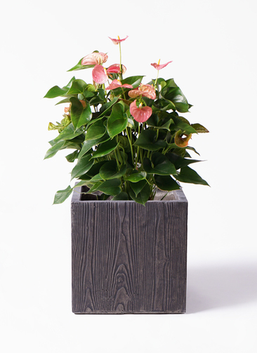 イッペー。花。ピンク。観葉植物。鉢ごと無料で発送致します。 anthurium-2027_1.jpg?1724311457