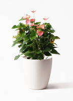 観葉植物 アンスリウム 8号 ピンク ベータ キューブプランター ウッド