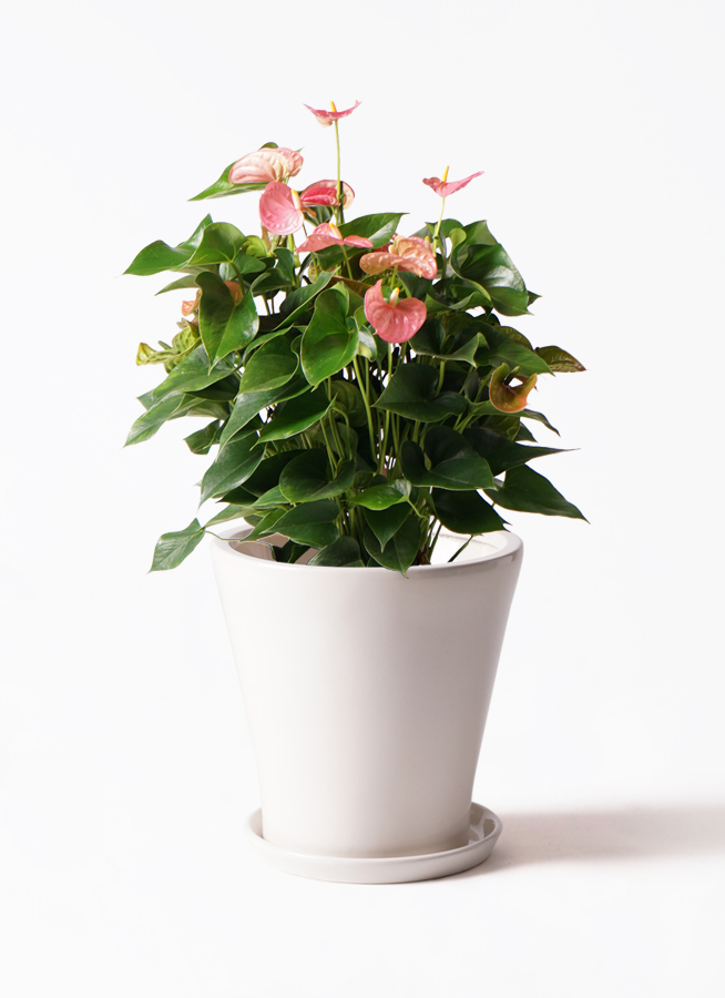 イッペー。花。ピンク。観葉植物。鉢ごと無料で発送致します。 観葉植物 アンスリウム 8号 ピンク リブバスケットNatural 付き