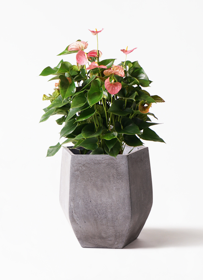 観葉植物 アンスリウム 8号 ピンク ファイバークレイ Gray 付き 観葉植物ならhitohana ひとはな