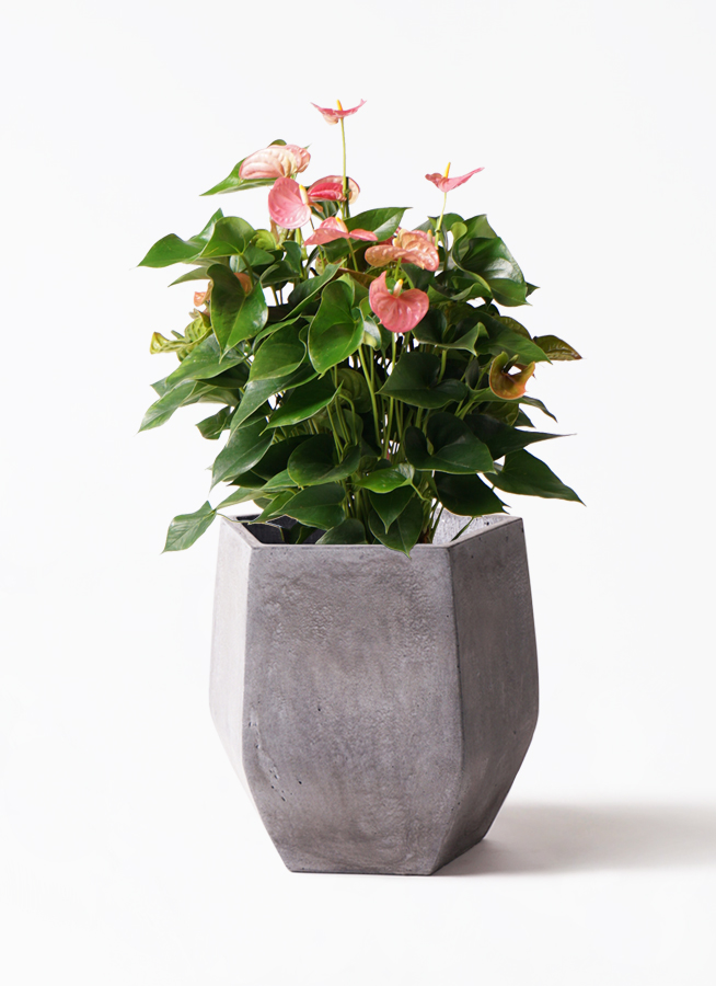 観葉植物 アンスリウム 8号 ピンク リブラ モノ ブラウン 付き