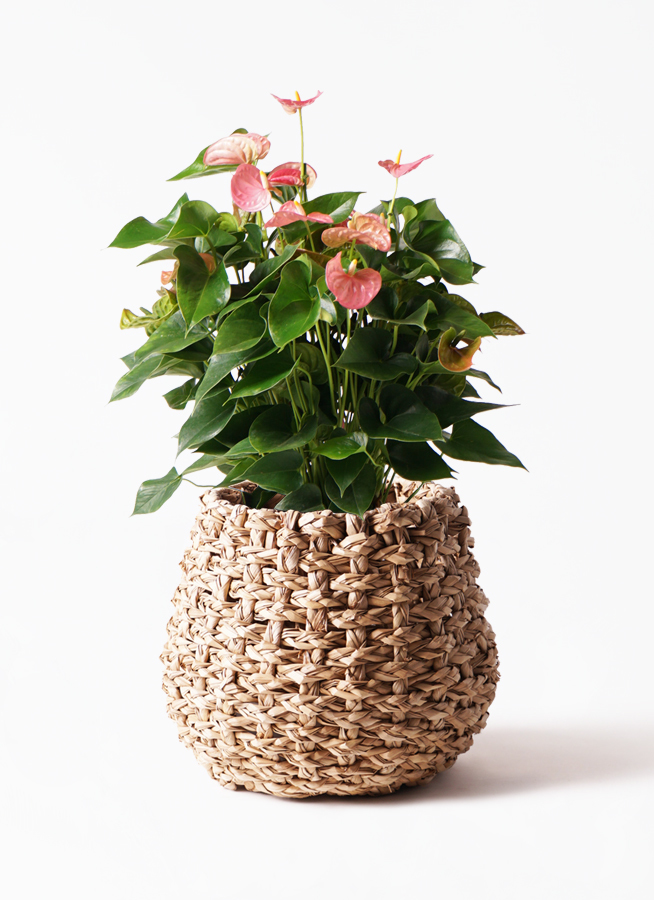 観葉植物 アンスリウム 8号 ピンク ラッシュバスケット Natural 付き 観葉植物ならhitohana ひとはな 観葉植物 アンスリウム 8号 ピンク ラッシュバスケット Natural 付き 観葉植物ならhitohana ひとはな