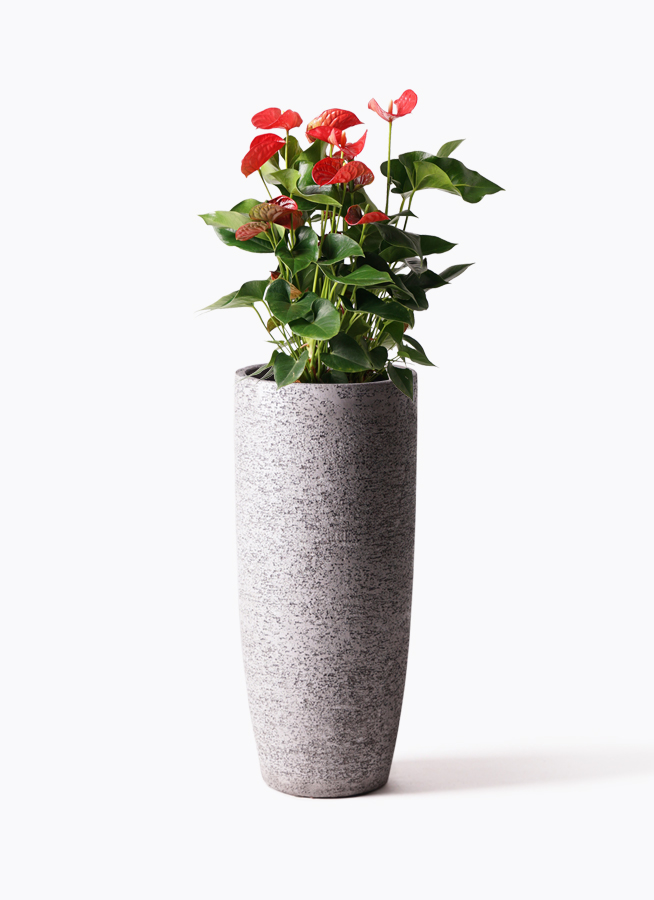 観葉植物 アンスリウム 8号 レッド エディラウンド 黒 付き | 観葉植物