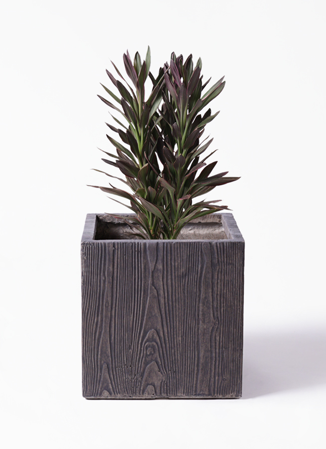 観葉植物 コルディリネ コルジリネ サンゴ 7号 ベータ キューブプランター ウッド 茶 付き 観葉植物ならhitohana ひとはな