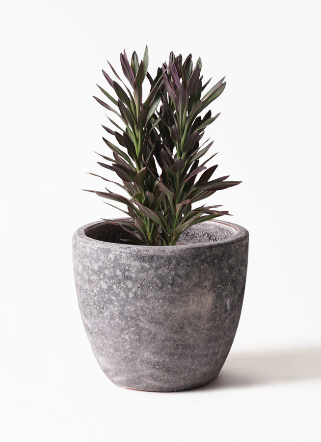 観葉植物 コルディリネ コルジリネ サンゴ 7号 アビスソニアミドル 灰 付き 観葉植物ならhitohana ひとはな