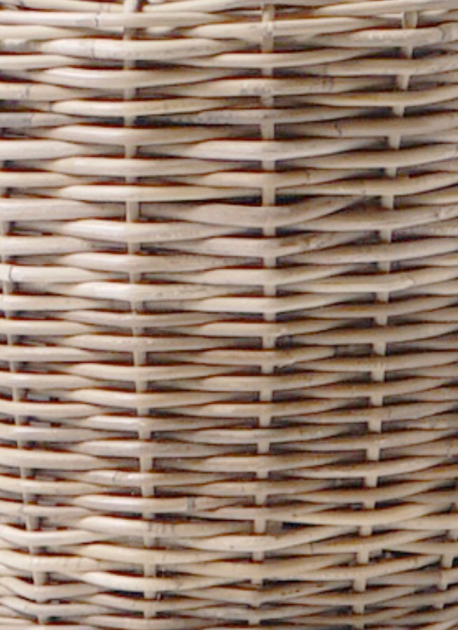 観葉植物 オリーブの木 10号 ワンセブンセブン モンデリック ラタン