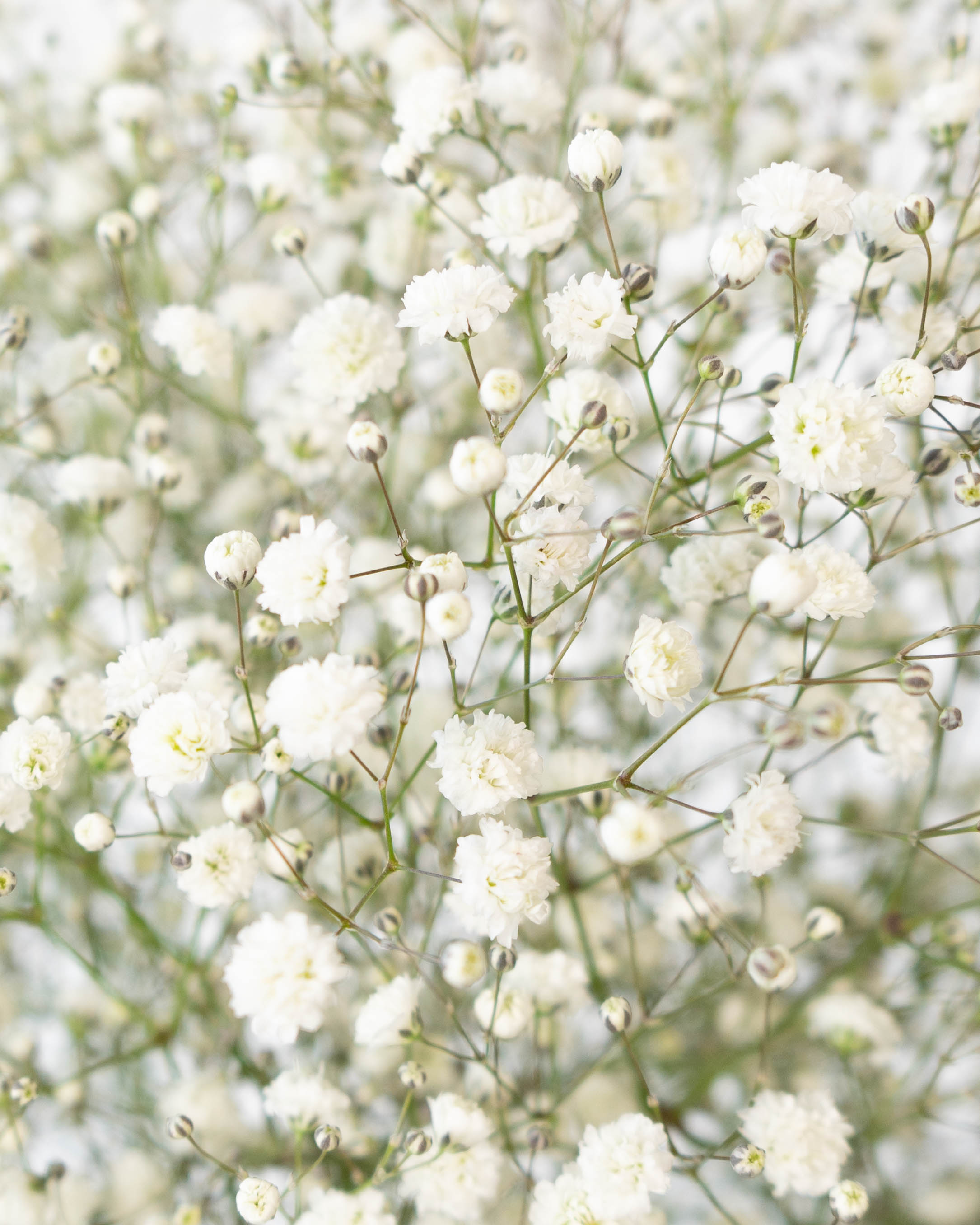 産地直送 かすみ草 プロポーズ 花束 ホワイト／熊本