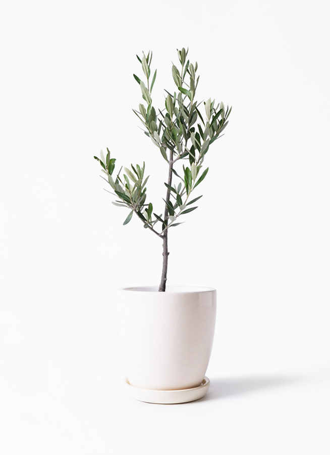 オリーブの木 観葉植物 オリーブの木 3号 創樹ラスターポット 付き | 観葉植物